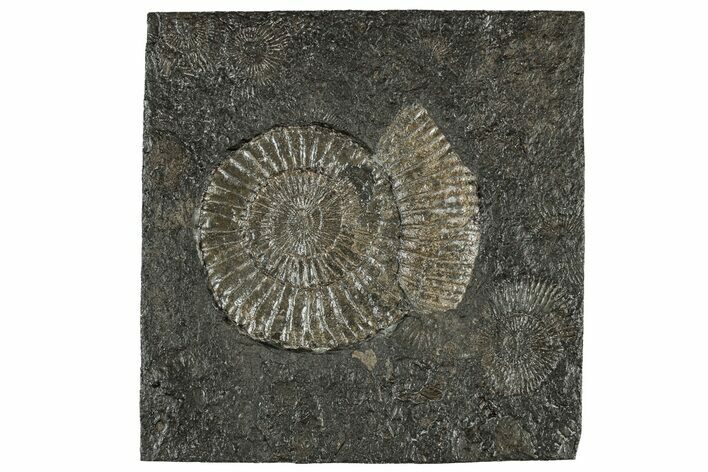 Dactylioceras Ammonite Fossil - Posidonia Shale, Germany #304958